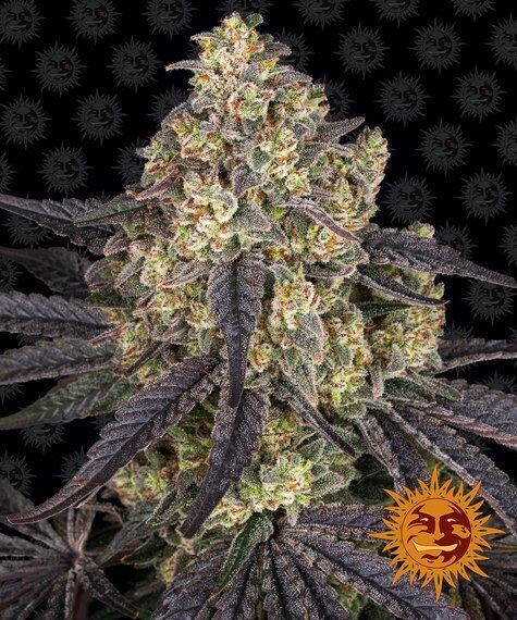 KUSH MINTZ FÉMINISÉE