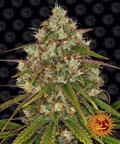 LIBERTY HAZE FÉMINISÉE