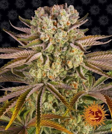 PINEAPPLE EXPRESS FÉMINISÉE