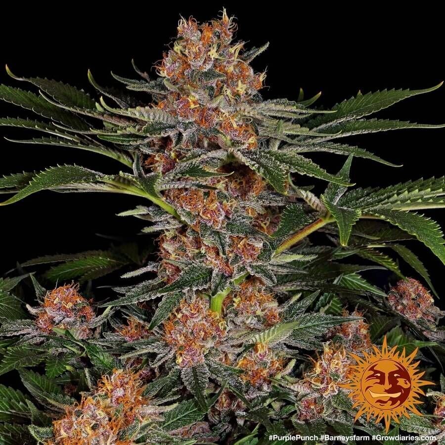 PURPLE PUNCH FÉMINISÉE