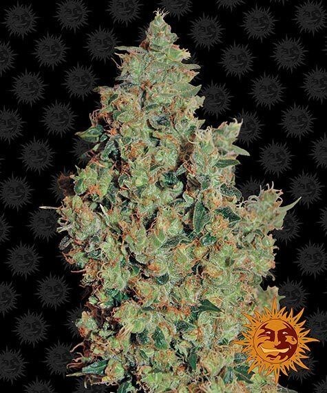 TANGERINE DREAM FÉMINISÉE