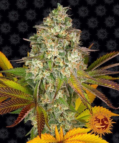 COOKIES KUSH AUTO