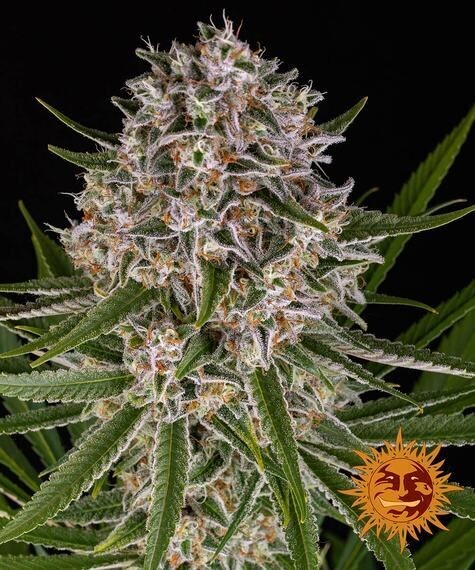 LEMON HAZE AUTO