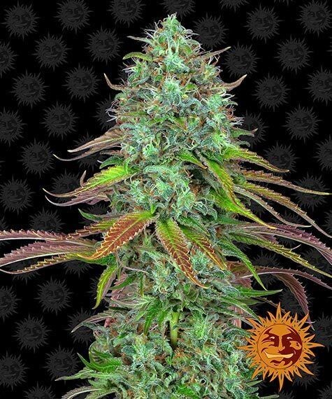 LSD AUTO