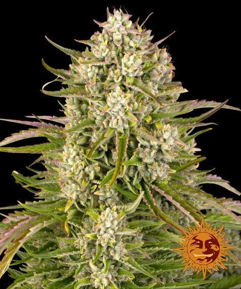 WEDDING CAKE AUTO