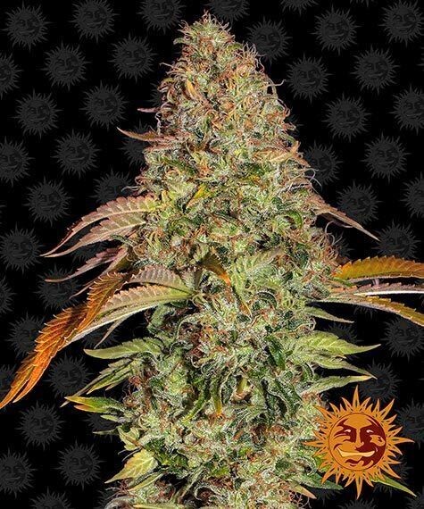 ZKITTLEZ OG AUTO