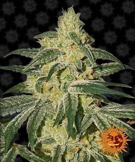 AFGHAN HASH PLANT RÉGULIÈRE 10 SEEDS