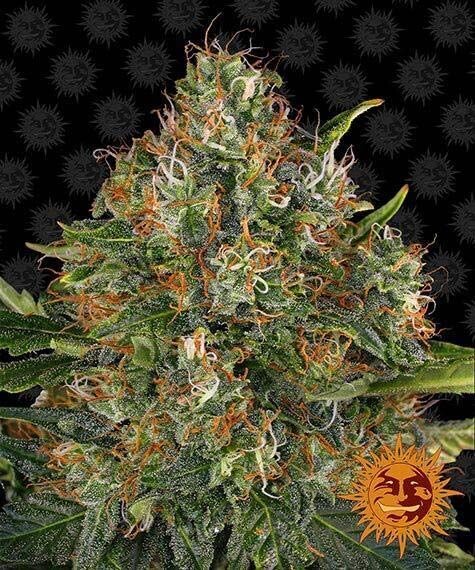 G13 HAZE RÉGULIÈRE 10 SEEDS