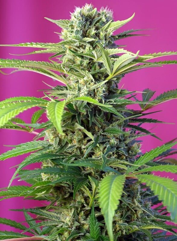 CHEM BEYONG DIESEL CBD FÉMINISÉE