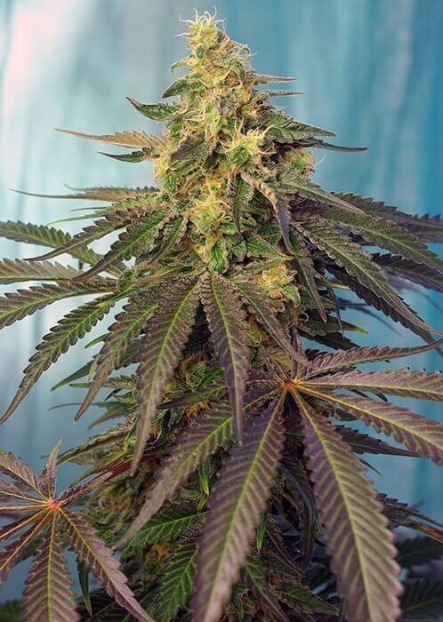 CREAM CARAMEL CBD FÉMINISÉE