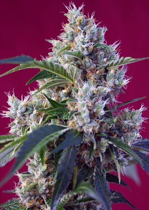 INDIGO BERRY KUSH FÉMINISÉE