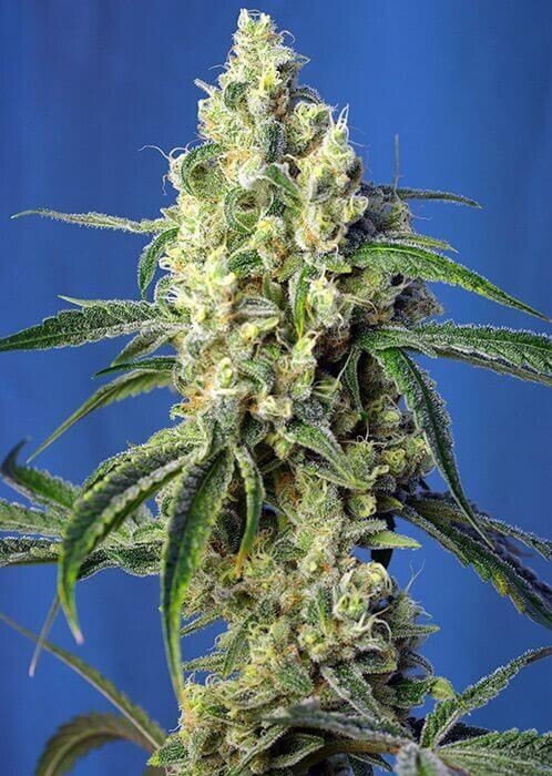 GREEN POISON CDB FÉMINISÉE