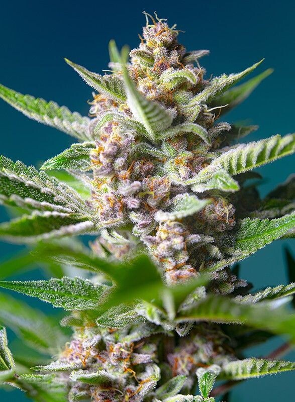 PURPLE PUNCH OG FÉMINISÉE