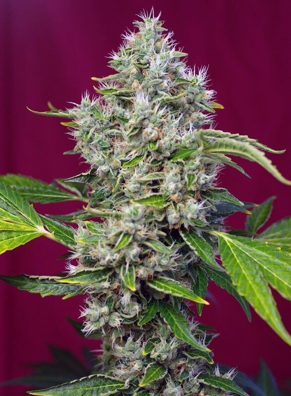 SAN FERNANDO LEMON KUSH FÉMINISÉE