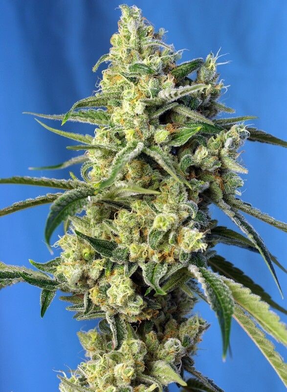 SWEET AMNESIA HAZE FÉMINISÉE