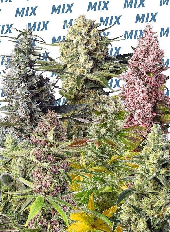 Sweet Mix Photodépendantes 10 seeds