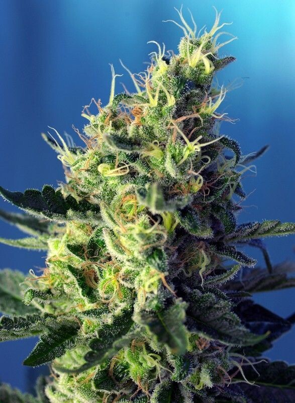 SWEET PURE CBD FÉMINISÉE