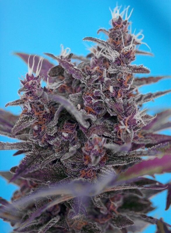 BLACK CREAM AUTO