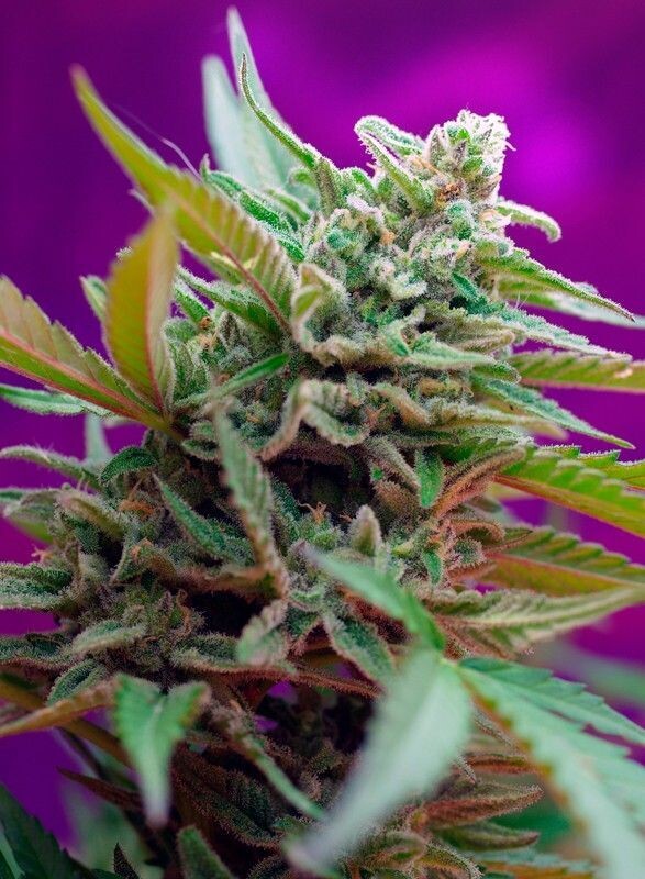 BLACK JACK AUTO