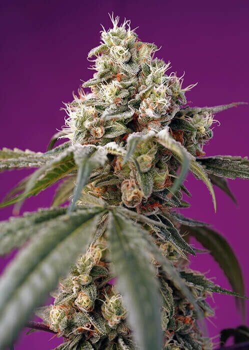 BRUCE BANNER AUTO