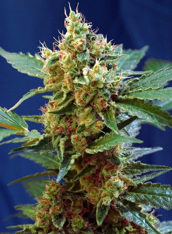 CREAM MANDARINE XL AUTO