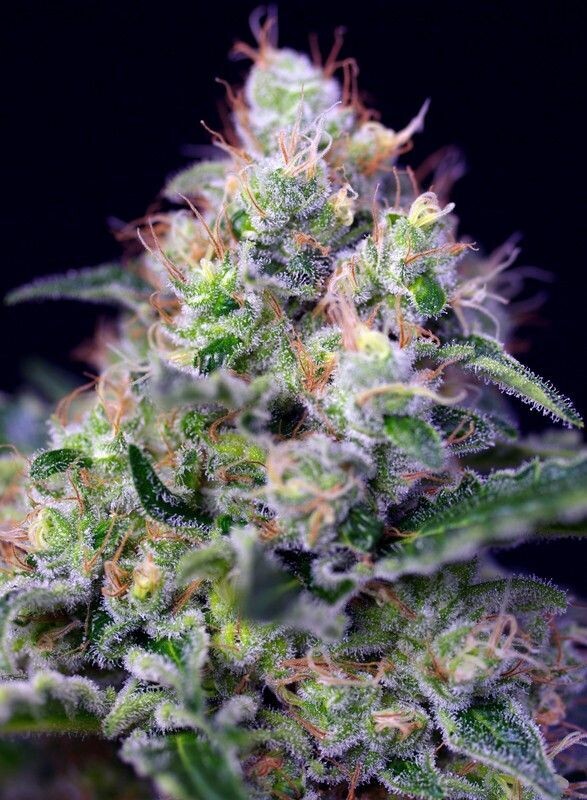 CREAM CARAMEL AUTO