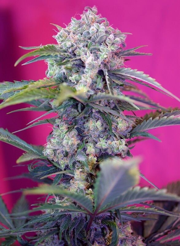 CREAM MANDARINE AUTO