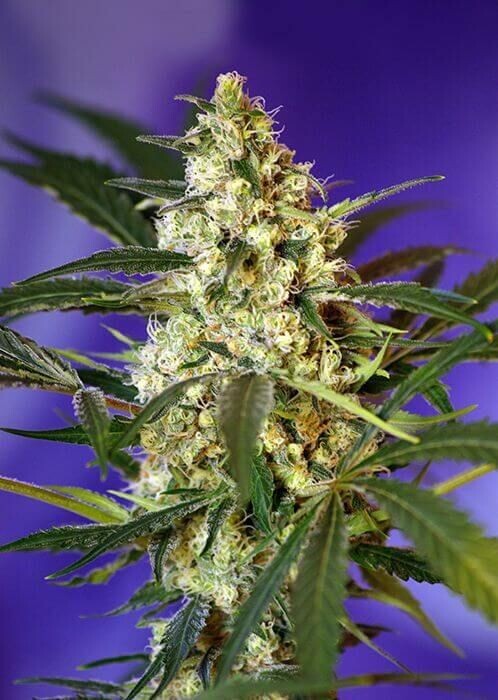 FAST BUD 2 AUTO-FLEURISSANTE