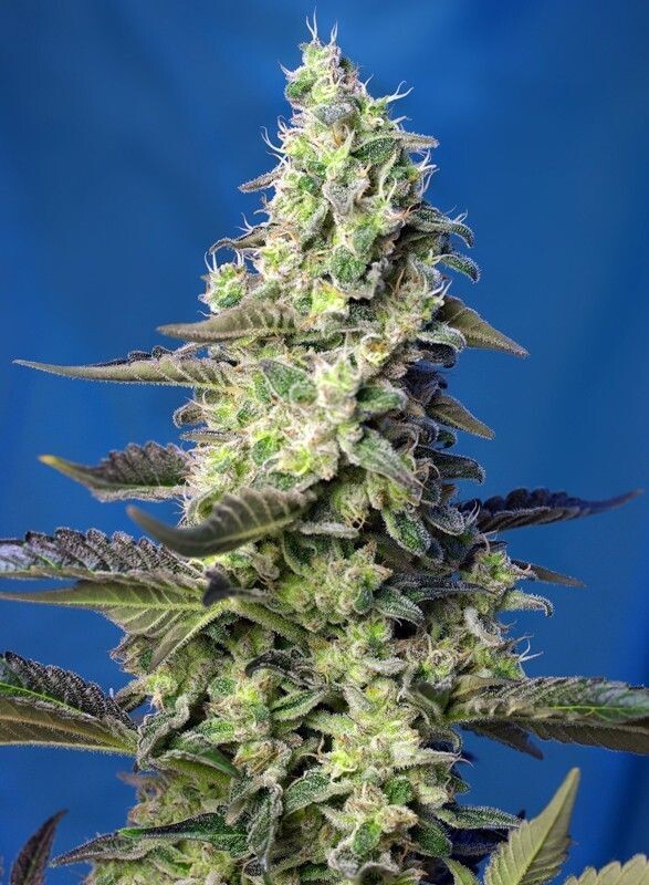 GREEN POISON XL AUTO