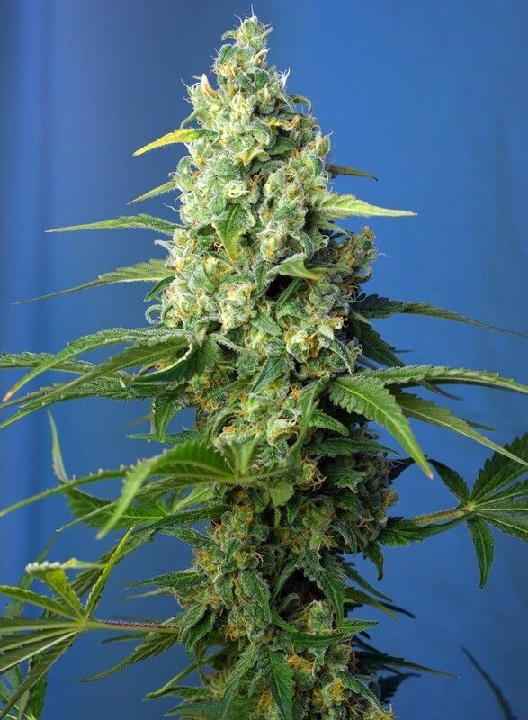 HONEY PEACH CBD AUTO