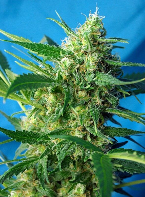 NYC DIESEL AUTO (ICE COOL)