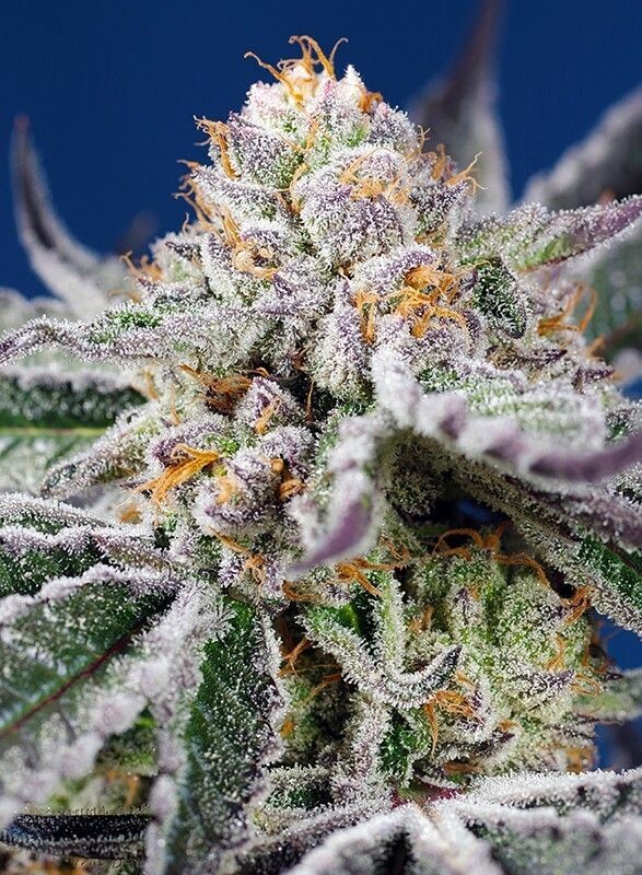 ORANGE APRICOT GLUE XL AUTO