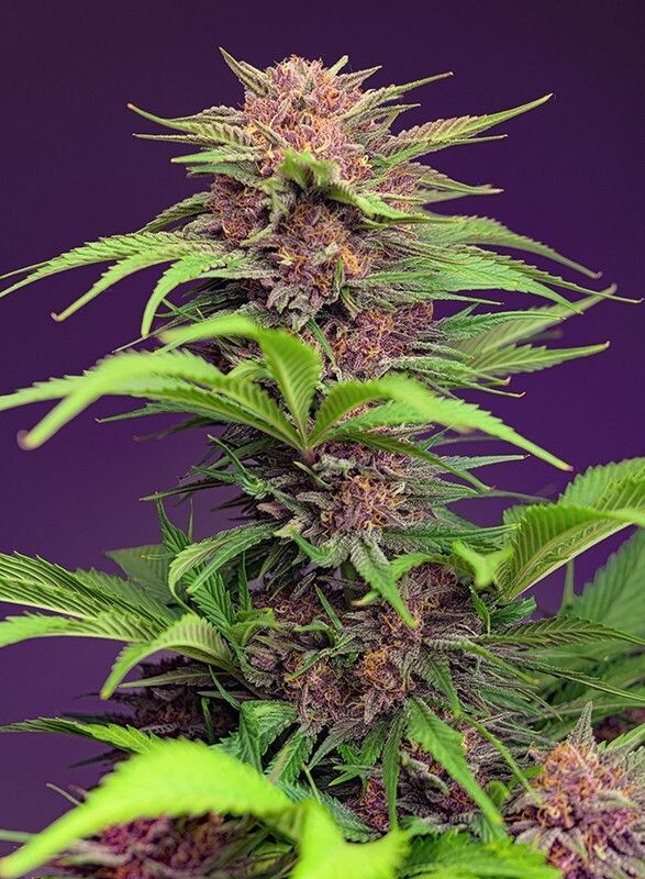 RED MIMOSA XL AUTO