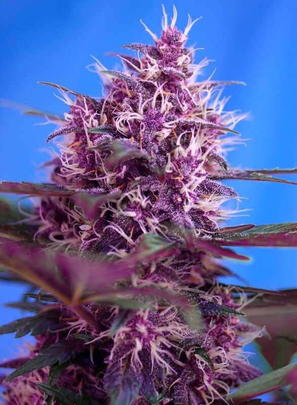 RED POISON AUTO