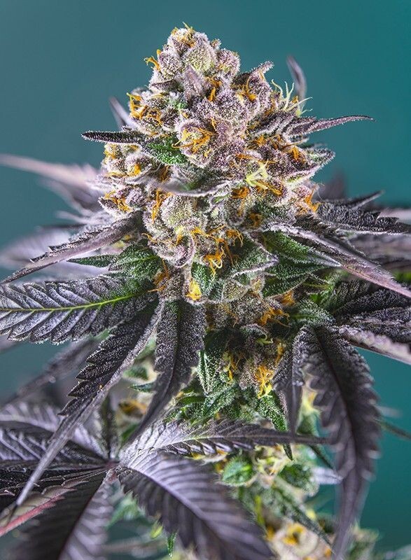 RED STRAWBERRY BANANA AUTO