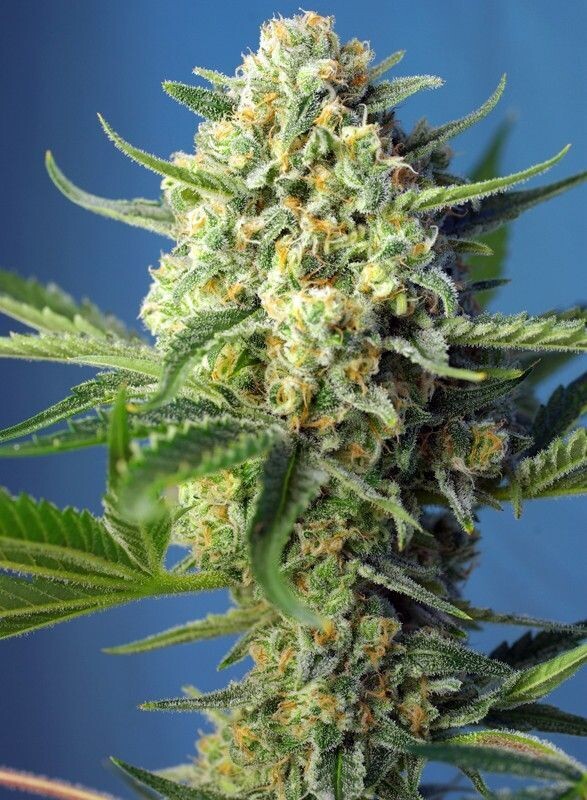 S.A.D. AUTO