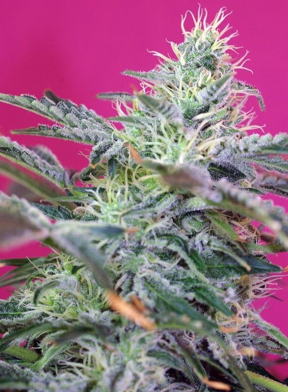 SWEET CHEESE AUTO