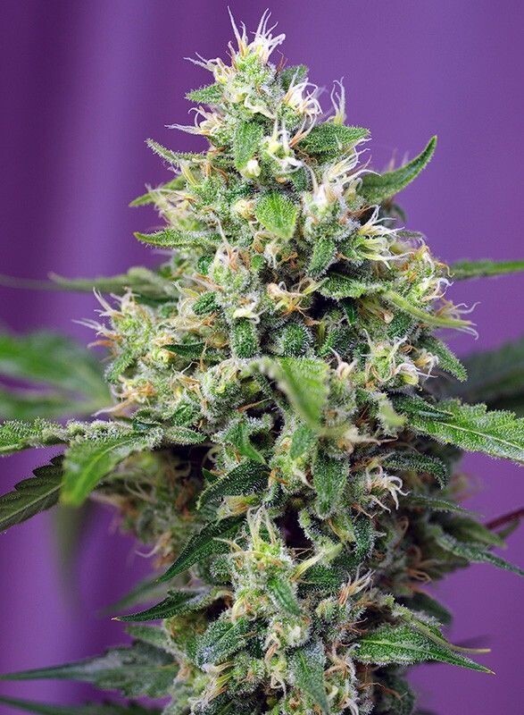 SWEET AMNESIA HAZE XL AUTO