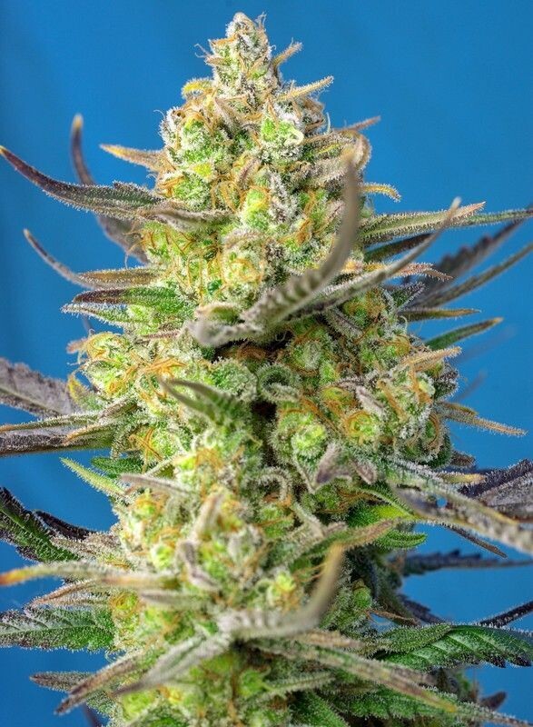 SWEET CHEESE XL AUTO