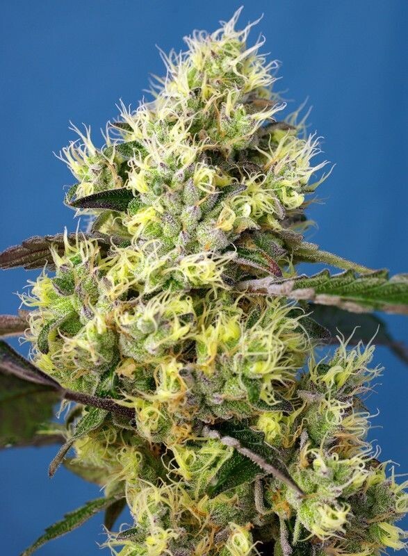 SWEET GELATO AUTO