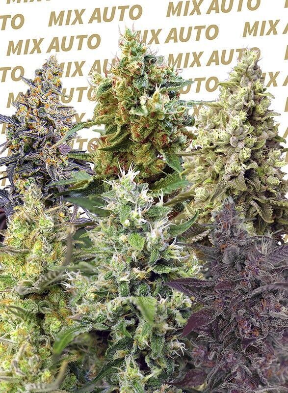 SWEET MIX AUTO 10 SEEDS