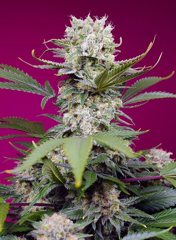 SWEET MANDARINE ZKITTLEZ XL AUTO