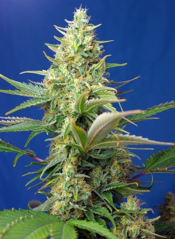 SWEET PURE CBD AUTO