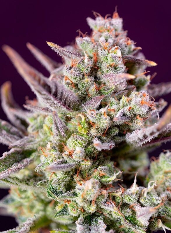 SWEET ZENZATION XL AUTO