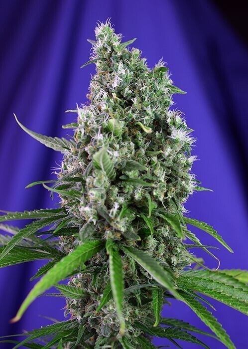SWEET TRAINWRECK AUTO