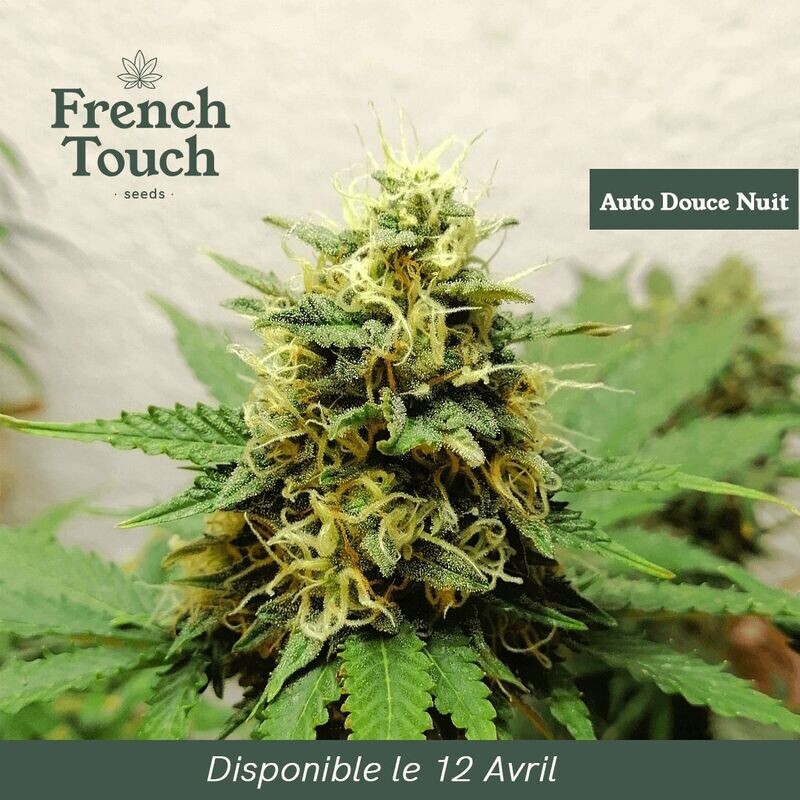 DOUCE NUIT AUTO