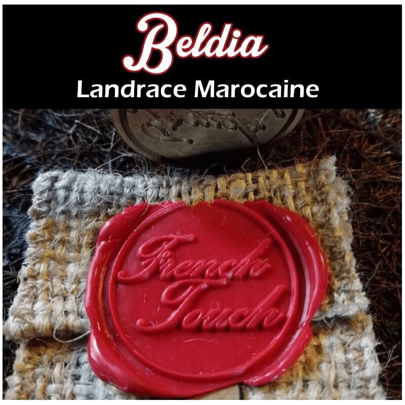 BELDIA RÉGULIÈRE