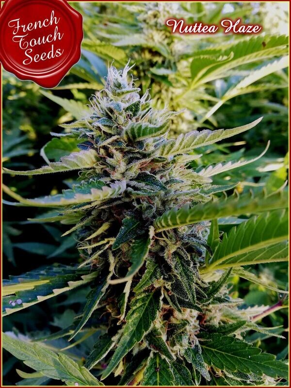 NUTTEA HAZE FÉMINISÉE
