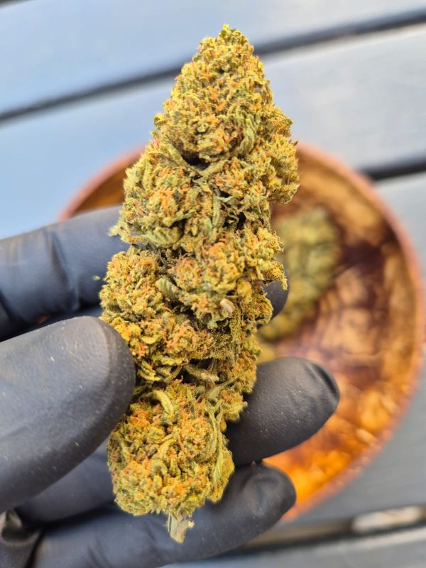 Bubba Kush – Glasshouse  FR