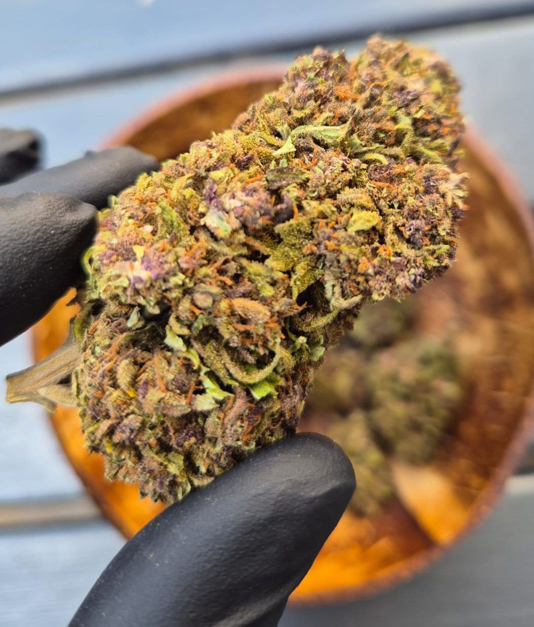 Purple Haze – GlassHouse XL Fr